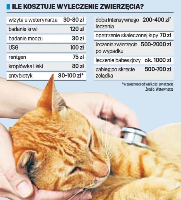 Ile kosztuje weterynarz dla kota? Sprawdź ceny i ukryte koszty
