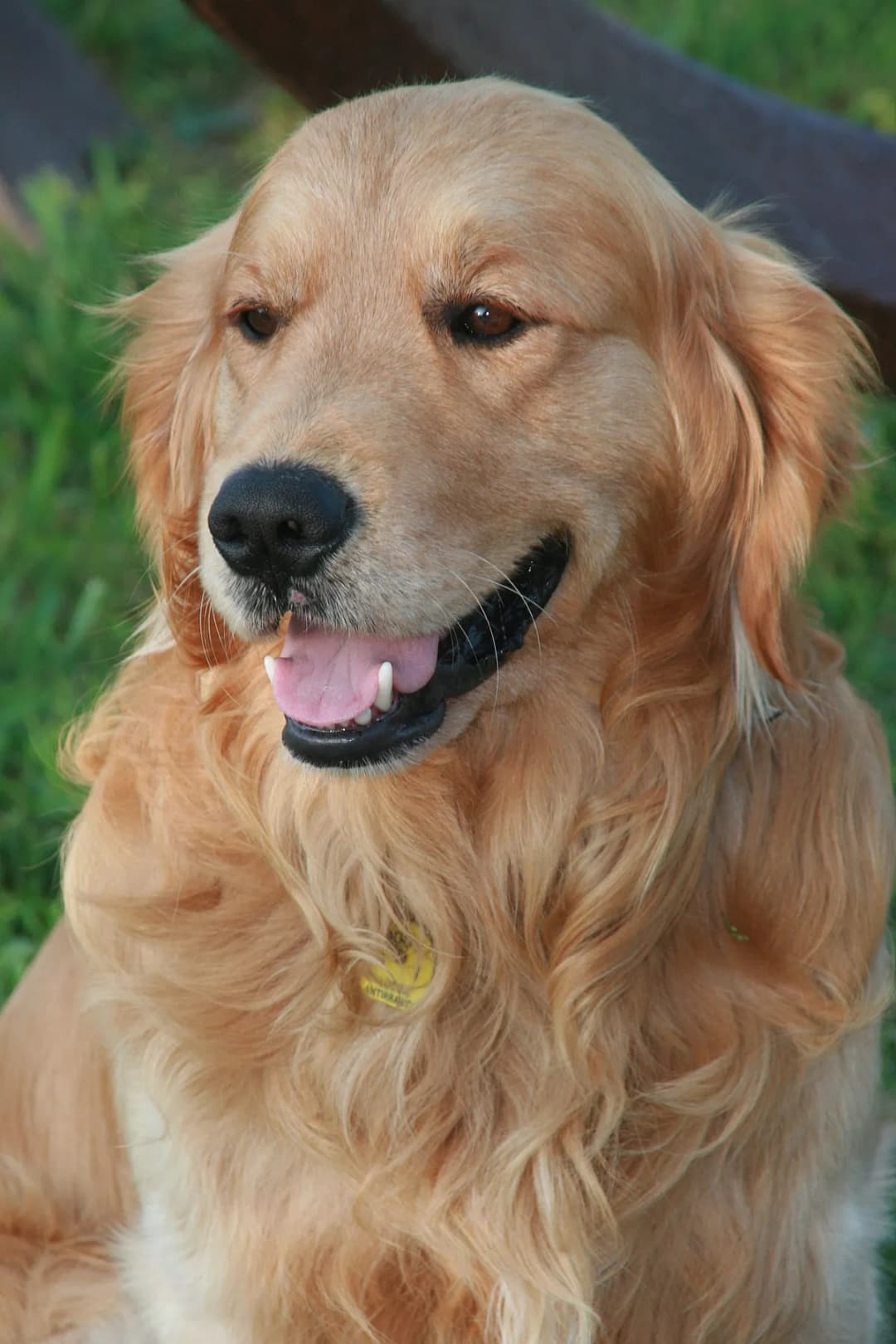 Czy golden retriever obroni? Odkryj jego ukryte zdolności ochronne