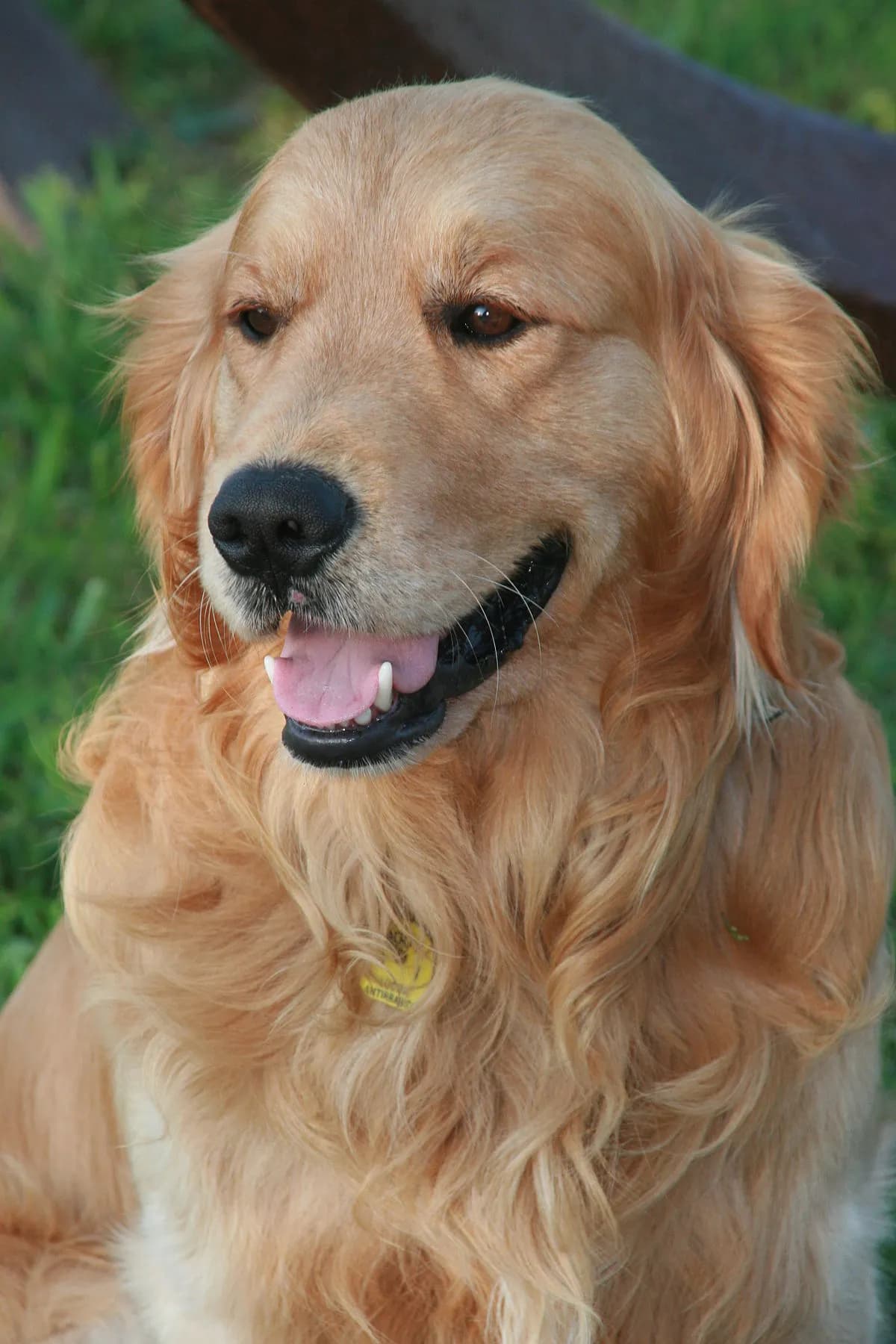Czy golden retriever obroni? Odkryj jego ukryte zdolności ochronne