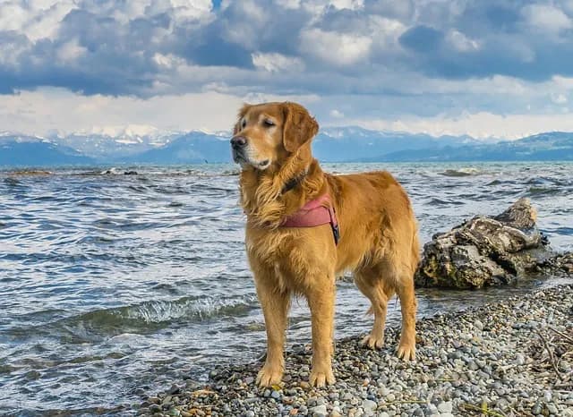 Golden retriever ile je – jak zadbać o zdrowy wzrost szczeniaka