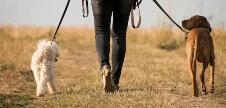 Kiedy z psem na spacer? Odkryj najlepsze godziny i warunki